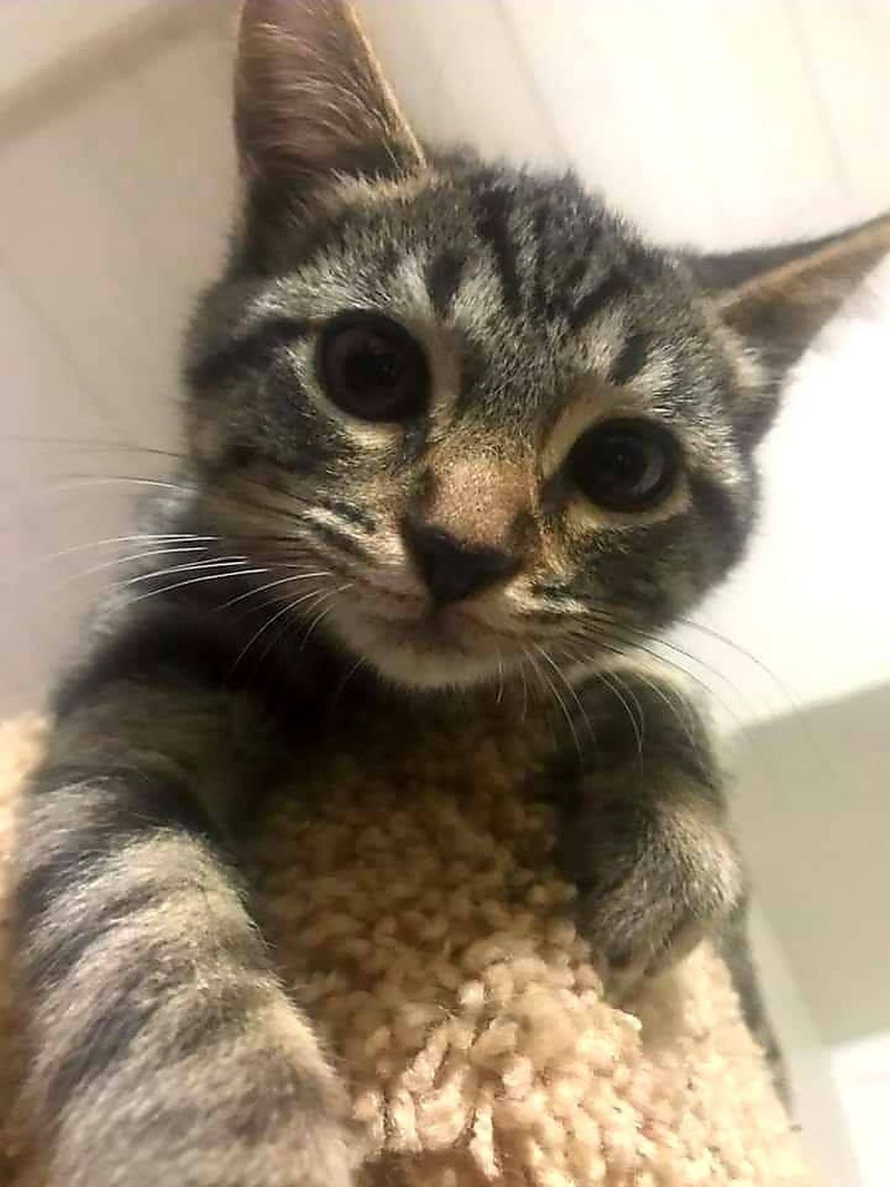 Adopt a Pet | Mandy